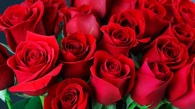 Osdorpplein deelt uit: Rode rozen voor Moederdag